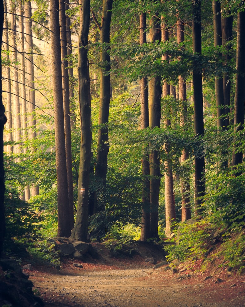 Caminho sereno em uma floresta de árvores altas com luz suave